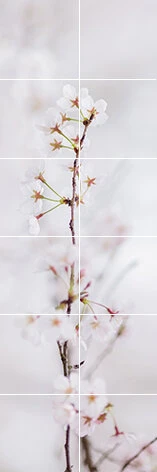 Foto Tegelsticker 15x15 'kersenbloesem Wit' 90x30 Cm Hxb