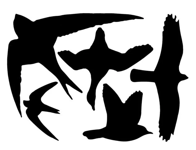 Raamstickers Vogels 1 Raamstickers Vogels