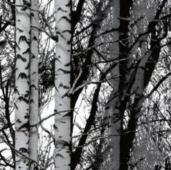 Plakfolie Forest 67,5x200cm